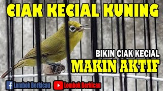 CIAK KECIAL | MEMBUAT BIRAHI KECIAL NAIK DAN BIKIN GACOR
