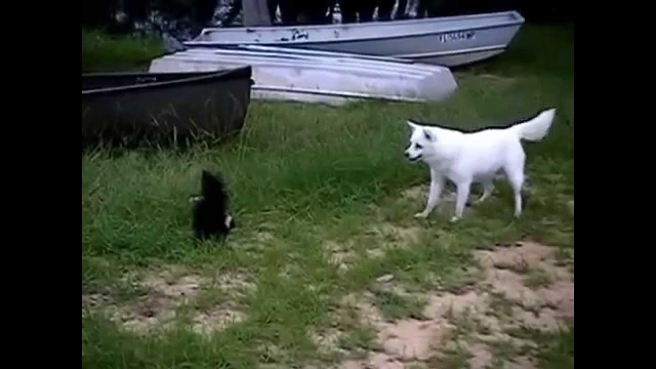 地上最強生物決定戦 スカンクｖｓ犬 Skunk Vs Dog Youtube