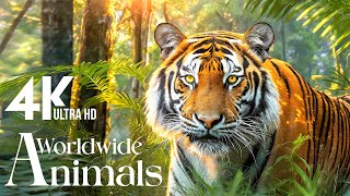 Spectacular Earth Creatures 4K 🌿Explore fascinating world of wildlife with soothing relaxing music