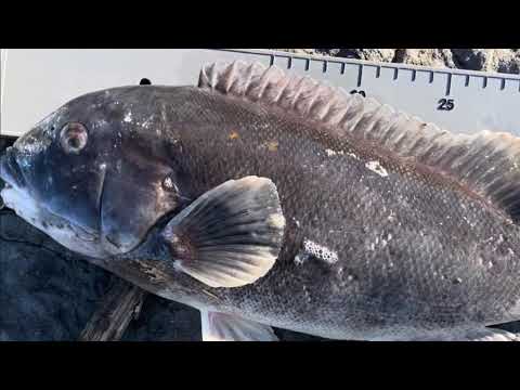 Barnegat lighthouse taug fishing