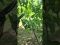 Easy Plum Tree Pruning Guide for Beginners#PlumPruning #PlumTree #PruningTips #FruitTreeCare