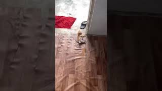 Котик жжет #смешныевидео #котики #котики2022