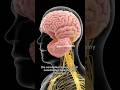 Inside the Human Brain: How the Nervous System Works #HumanBrain #NervousSystem #Neuroscience