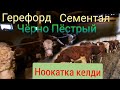 Герофорд/Сементал/Кара Ала/Уй, Букалар Короосу менен|+996 557 11 31 18