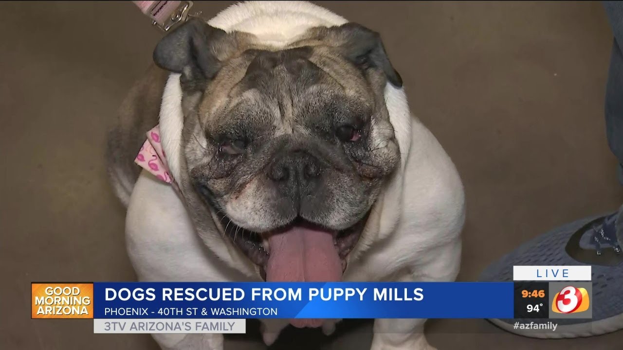 Dogs rescued from puppy mills come to Arizona YouTube