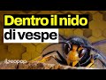 Cosa c’è dentro un nido di vespe? La geometria dietro le celle - con @kodami