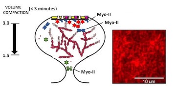 Figure360: Biophysical Journal, Khan et al., Figure 1