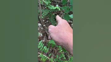 Cây giống dược liệu Ưng bất bạc rừng