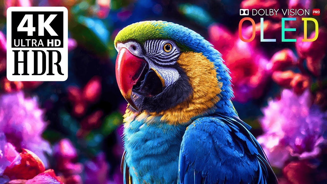 Color That Breathes — Dolby Vision in Stunning 8K HDR 120fps | 4K SCENIC UHD 4k