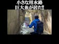 小さな用水路に潜む巨大魚‼️