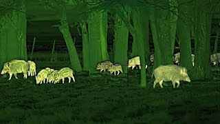 35 HOGS IN 3 MINUTES 