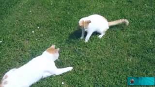 Различные приколы с животными Приколы с животными A variety of fun animals Fun with the animals Различные приколы с животными Приколы с животными A variety of fun animals Fun with the animals