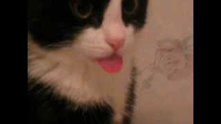 Кот показывает язык