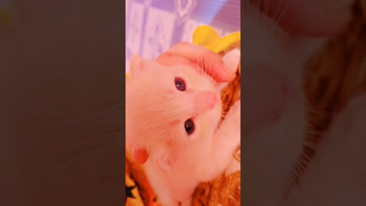 My cute Sam ❤️😻My life