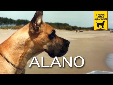 ALANO TEDESCO Trailer Documentario