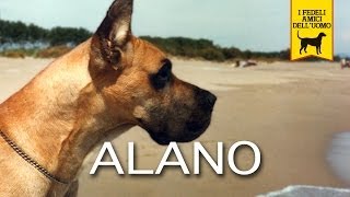 ALANO TEDESCO Trailer Documentario