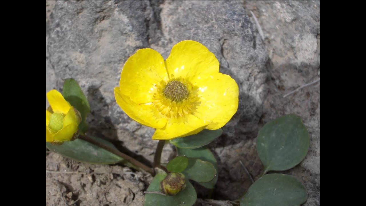 usda soil classification EOARC Ag Minutes: Lori Ziegenhagen-Plant Biodiversity