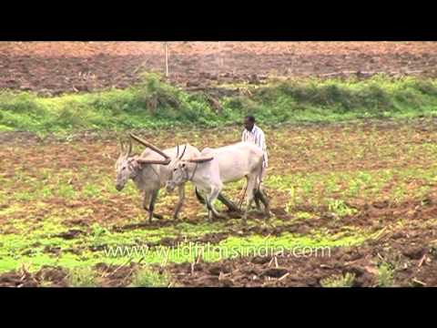 bullock ploughing paddy fields in karnataka youtube