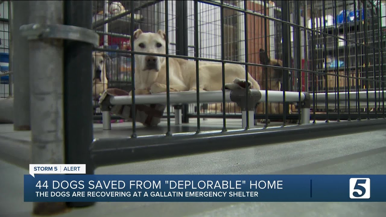 44 dogs rescued from "deplorable" living conditions in Kentucky home ...