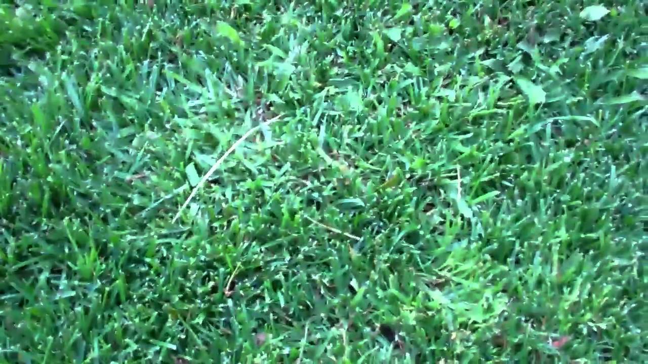 The Life Cycle of Grass The Documentary (Part 1) YouTube