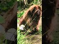"just" a Newfoundland dog chilling in ice cold water #dog #newfoundlander #giant #nature #asmr