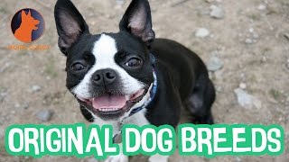 Original Dog Breeds of America by Digital Doggy 1,903 views 7 years ago 4 minutes, 53 seconds