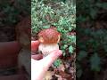 Mini BOLETUS EDULIS #boletus #funghi #porcini #seta #cogumelo #mushroom #ciuperci #pilze