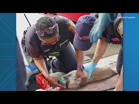 DC fire crews rescue 2 puppies, 6 dogs from burning building in ...