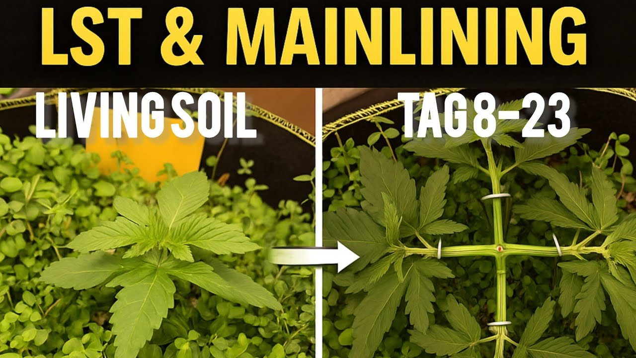Mainlining & LST im Living Soil 🌿 | Nematoden Power & pures Quellwasser 