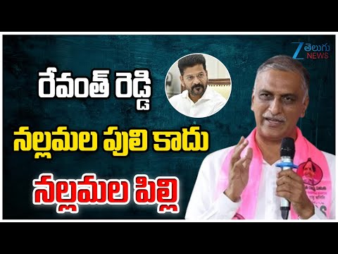 Harish Rao Shocking Comments on Revanth Reddy | రేవంత్ రెడ్డి నల్లమల పులి కాదు నల్లమల పిల్లి | ZEE - ZEE24TELUGUNEWS