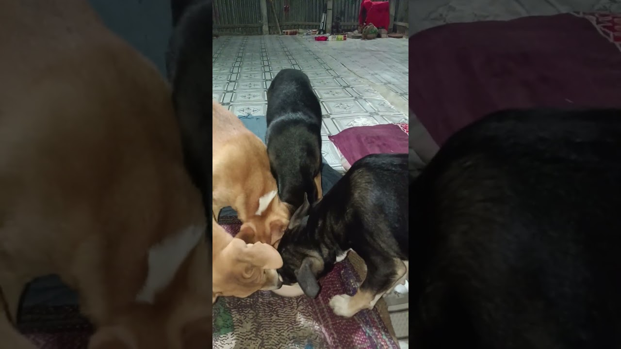 সুজনের🐕বাচ্চাদের🐕🐶সাথে মিঠুর🐈কি দন্দ বলেন তো🤪🐕