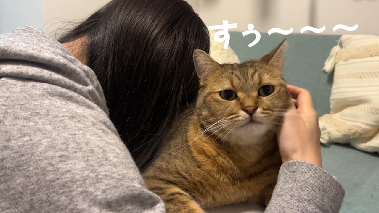 初公開】猫吸いを繰り返すママにまさかの悲劇が… - YouTube