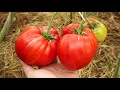 Замечательный сорт томата из Минусинска! Томат Минусинские Шары!