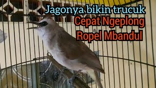 Burung trucukan ropel panjang Ngeplong MBANDUL | PANCINGAN PANAS trucukan gacor biar cepat Ngeplong