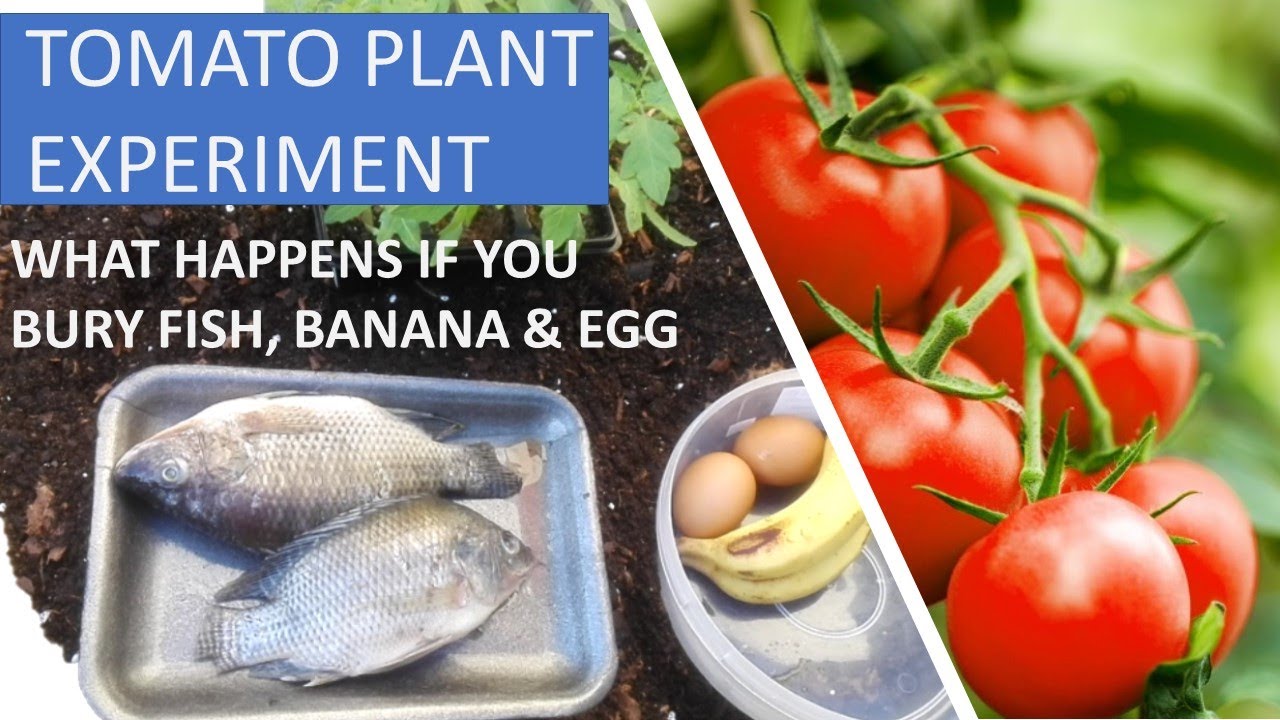 How to grow tomatoes at home How to grow tomatoes How to grow