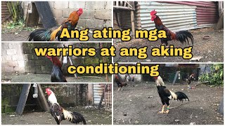 Conditioning ng Aseel, Asil, Shamo, Plucker, Pakhoy at ibang Oriental Fowls