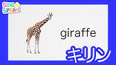 しまうま Zebra 発音 Sing And Speak Youtube