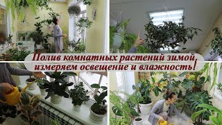 Полив комнатных растений зимой. Освещение и влажность воздуха в моём зимнем саду!