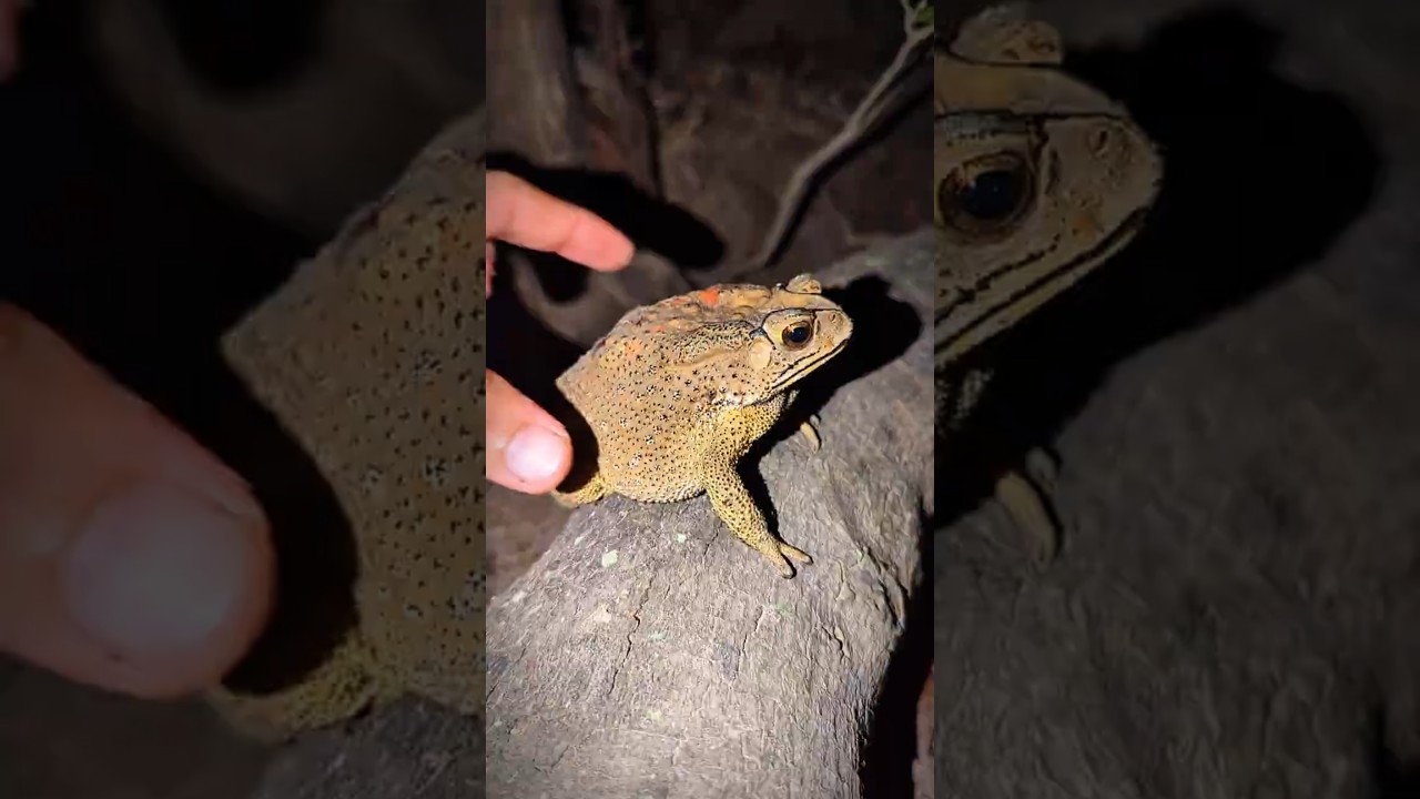 Toad funny catch boing boing | funny frogs | catching Frogs funny | TEP LONGHENG FUNNY