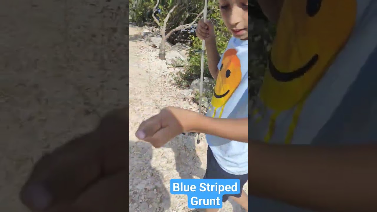 Blue Striped Grunt Catch 