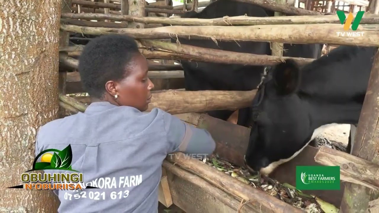 Obuhingi N'oburiisa: Omuhingi W'omutaano Moses Mutabazi Ntungamo owa Rukoni West, Kitwe Ntungamo