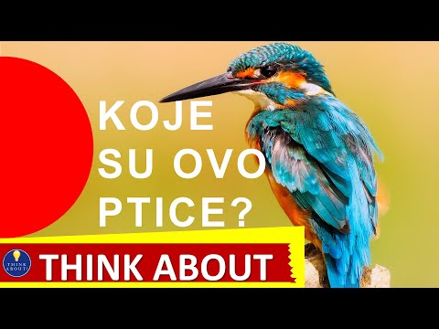 Koje su ovo ptice? Znaš li? - Think About