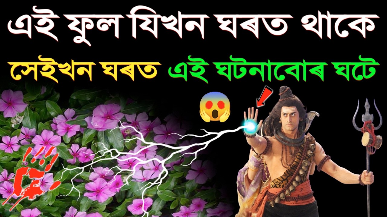 ঘৰত নয়নতৰা ফুল আছে যদি সোনকালে চাই লওক, নহ’লে বহুত বিপদত পৰিব! Vastu Tips