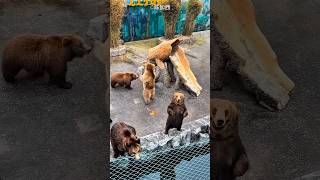 Dancing bear 😍 🐻 #shorts