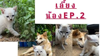 พี่ๆๆช่วยเลี้ยงน้อง ep.2 meow meow cats videos life