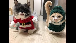СМЕШНЫЕ КОТЫ 2019 приколы с озвучкой ВИДЕО С КОТАМИ НОВИНКА!!! СМЕШНЫЕ КОТЫ 2019 приколы с озвучкой ВИДЕО С КОТАМИ НОВИНКА!!!