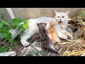 Scared mother cat wanted to take us to her kittens because she saw a big dog near her kittens