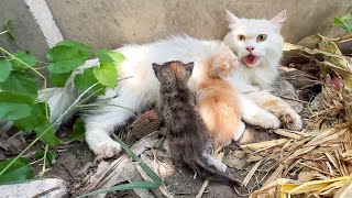 Scared mother cat wanted to take us to her kittens because she saw a big dog near her kittens! by Cat Angels United 1,236,233 views 8 months ago 8 minutes, 34 seconds