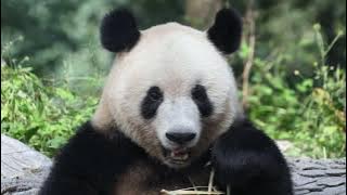 シャンシャン姬