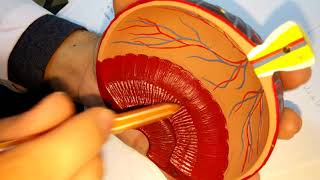 Si̇ni̇r Si̇stemi̇ Lab 10 Göz Adiyaman Adyü Tip